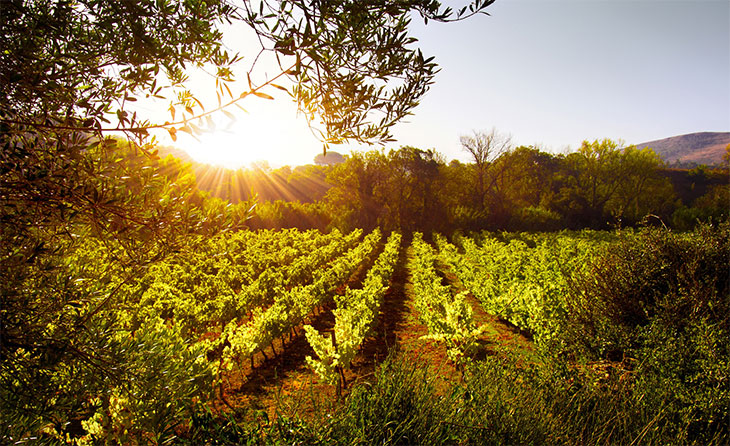 cyprus-vines